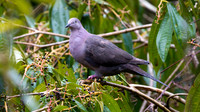Plumbeous Pigeon (Patagioenas plumbea)