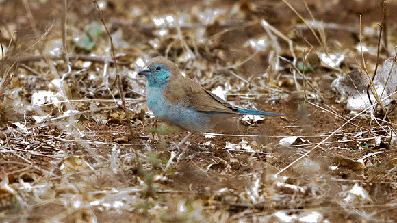 Blue Waxbill (Uraeginthus angolensis)