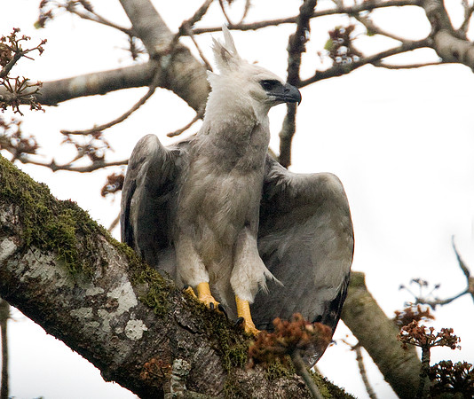 Harpy Eagle (Harpia harpyja) juvenile