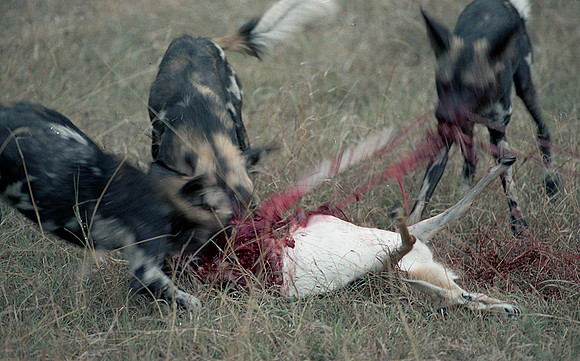1988 hunting dogs img357