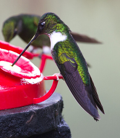 Collared Inca (Coeligena torquata)