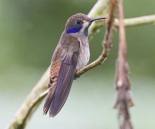 Brown Violetear (Colibri delphinae)