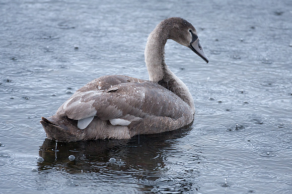 Mute Swan (Cygnus olor) juvenile