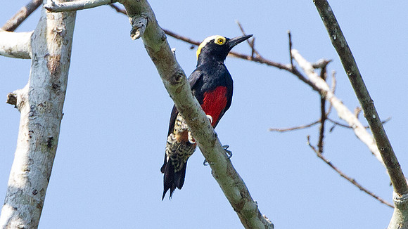 Yellow-tufted Woodpecker (Melanerpes cruentatus)