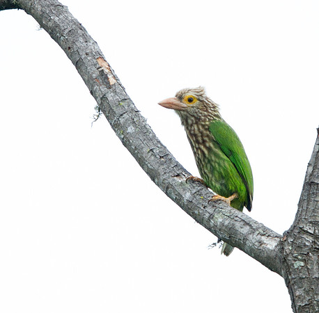 Lineated barbet (Psilopogon lineatus)