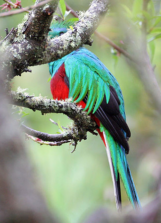 Resplendent Quetzal (Pharomachrus mocinno) male