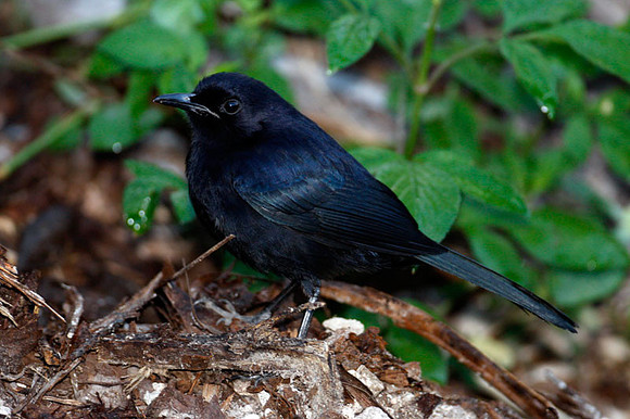 Black Catbird (Melanoptila glabrirostris)