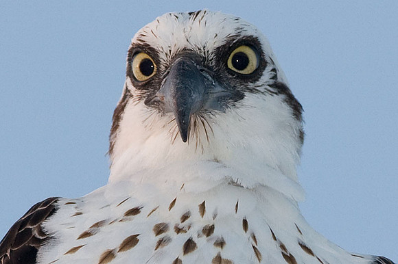 Western Osprey (Pandion haliaetus)