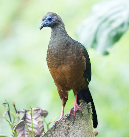 Sickle-winged Guan (Chamaepetes goudotii)