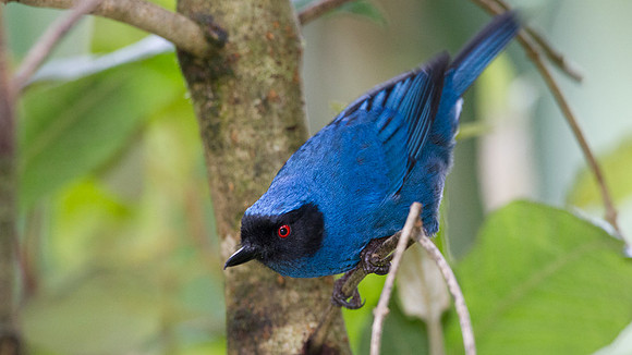 Masked Flowerpiercer (Diglossopis cyanea)