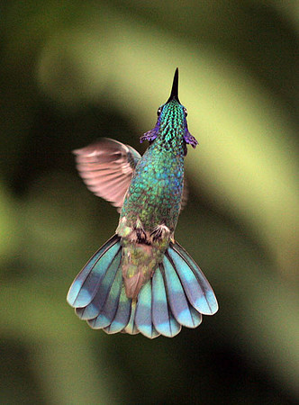 Green Violetear (Colibri thalassinus)