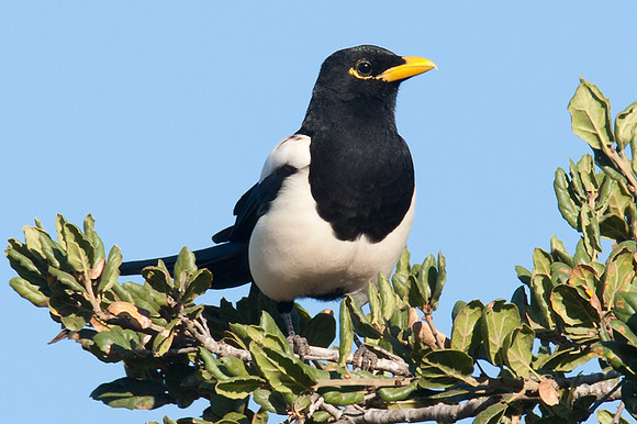 Yellow-billed Magpie (Pica nuttalli)