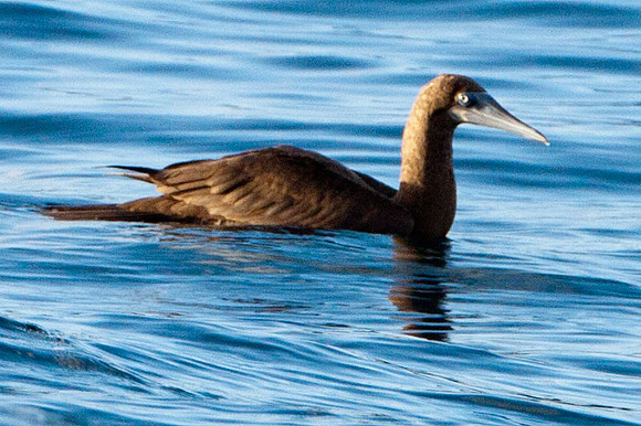Brown Booby (Sula leucogaster)  immature