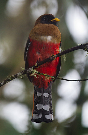 Masked Trogon (Trogon personatus)