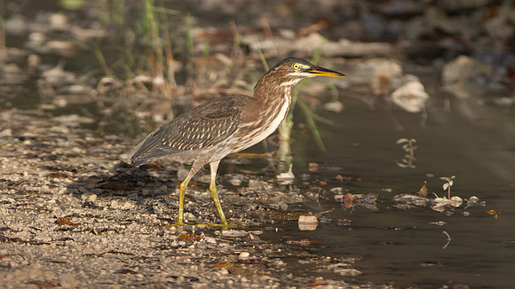 Green Heron (Butorides virescens)