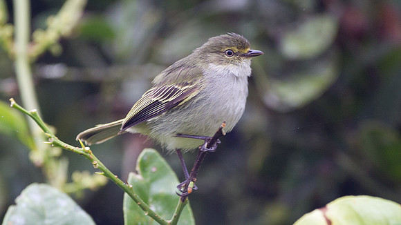 Golden-faced Tyrannulet (Zimmerius chrysops)
