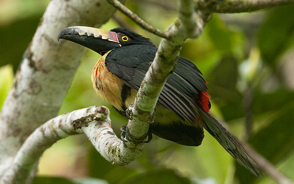 Collared Aracari (Pteroglossus torquatus)