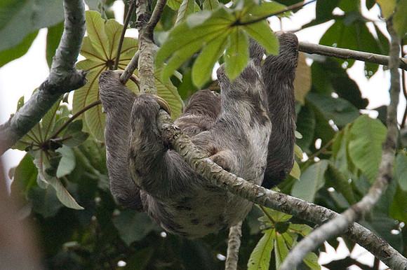 Three-toed Sloth ?