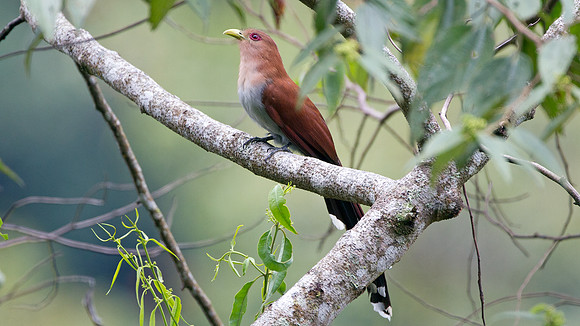 Squirrel Cuckoo (Piaya cayana)
