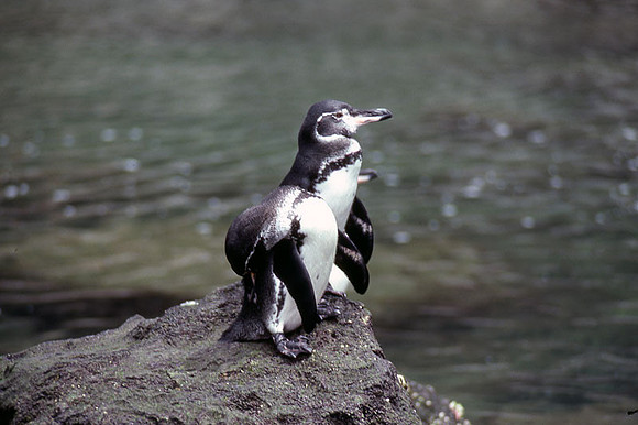 Galápagos Penguin (Spheniscus mendiculus)