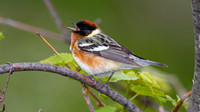 Bay-breasted Warbler (Dendroica castanea)