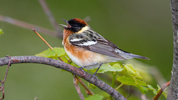 Bay-breasted Warbler (Dendroica castanea)