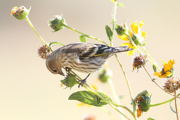 Pine Siskin (Carduelis pinus)