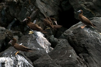 Brown Booby (Sula leucogaster)