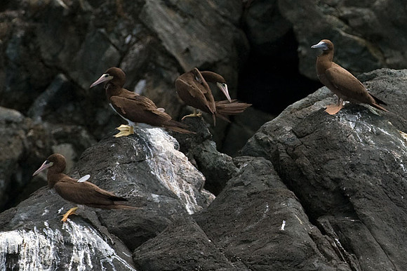 Brown Booby (Sula leucogaster)