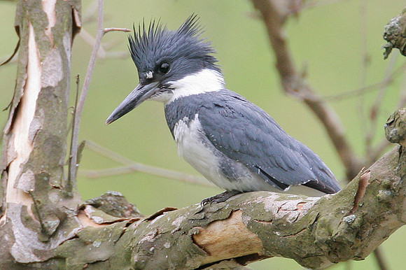 Belted Kingfisher (Megaceryle alcyon) male