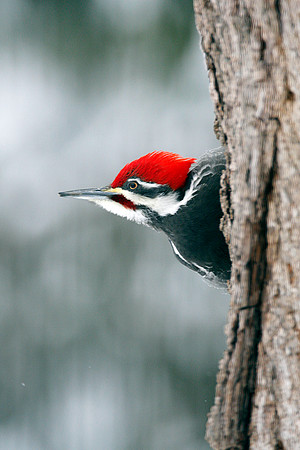 Pileated Woodpecker (Dryocopus pileatus) male