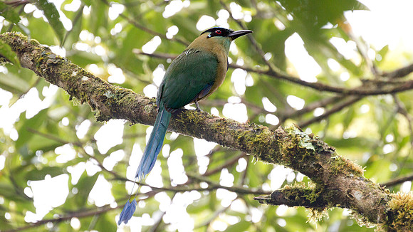 Highland Motmot (Momotus aequatorialis)