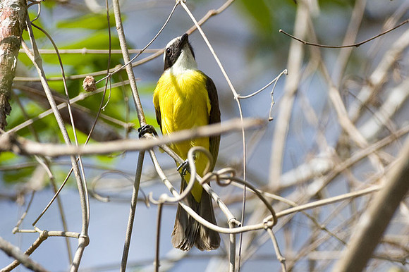 Rusty-margined Flycatcher (Myiozetetes cayanensis)