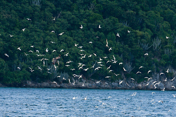 terns?
