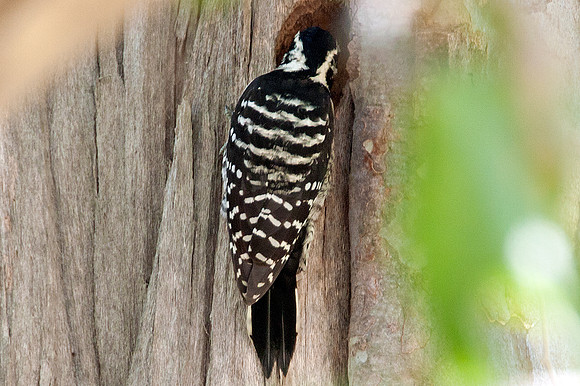 Nuttall's Woodpecker (Picoides nuttallii)