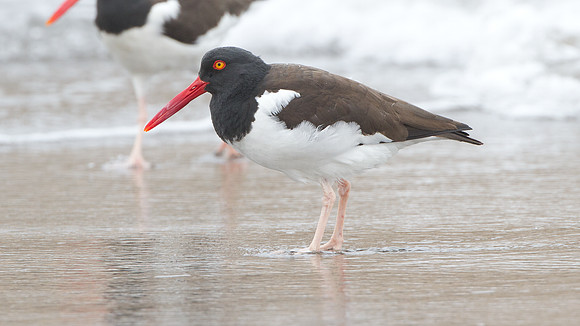 American Oystercatcher (Haematopus palliatus)