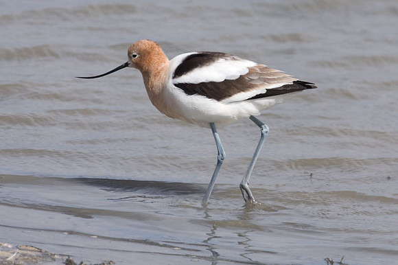 American Avocet (Recurvirostra americana)