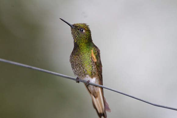 Buff-tailed Coronet (Boissonneaua flavescens)