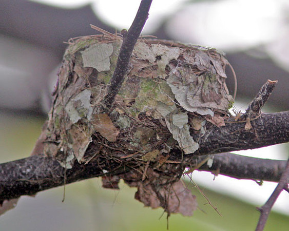 Nest of a Vanikoro Broadbill (chicks had recently fledged)