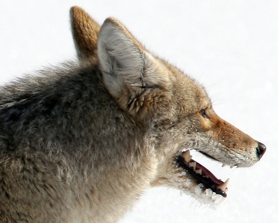 Coyote (Canis latrans)