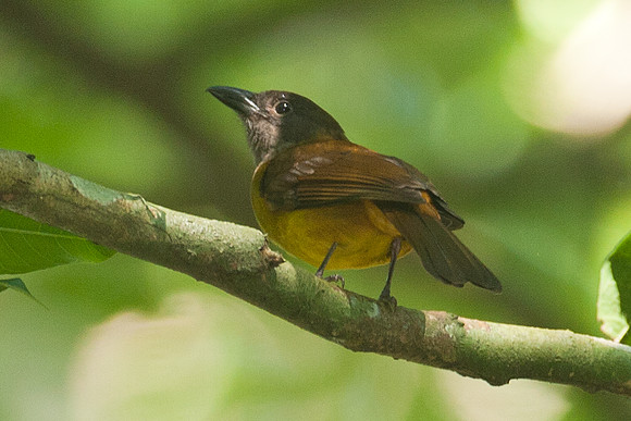 Passerini's Tanager (Ramphocelus passerinii) female
