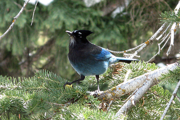 Steller's Jay (Cyanocitta stelleri)