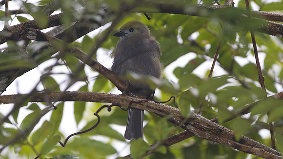 Palm Tanager (Thraupis palmarum)