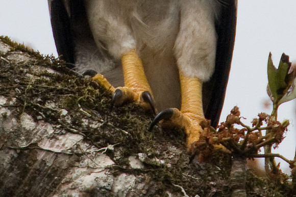 Harpy Eagle (Harpia harpyja) juvenile