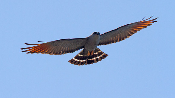 Plumbeous Kite (Ictinia plumbea)