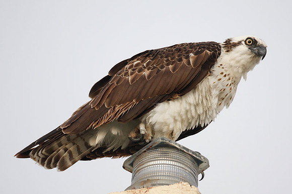 Osprey (Pandion haliaetus)