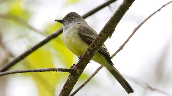 Dusky-capped Flycatcher (Myiarchus tuberculifer)
