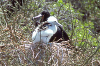 Great Frigatebird (Fregata minor)