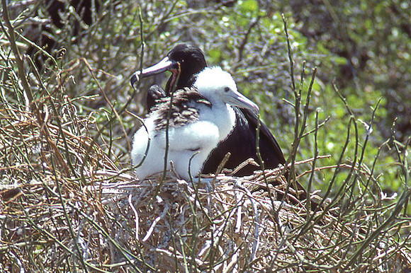 Great Frigatebird (Fregata minor)