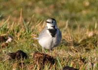 White Wagtail (Motacilla alba) juvenile male